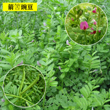 箭舌豌豆野豌豆种子果树绿肥蜜源植物小苕子高蛋白牧草果树除草