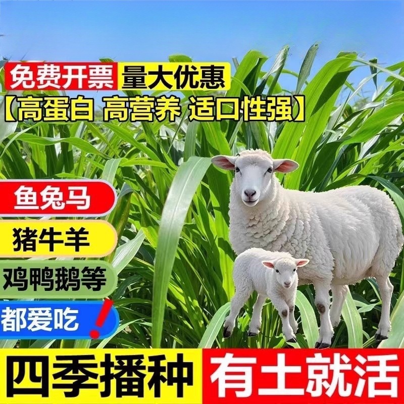 黑麦草种籽子种四季多年生牧草种子耐寒紫花苜蓿苏丹草高丹草菊苣