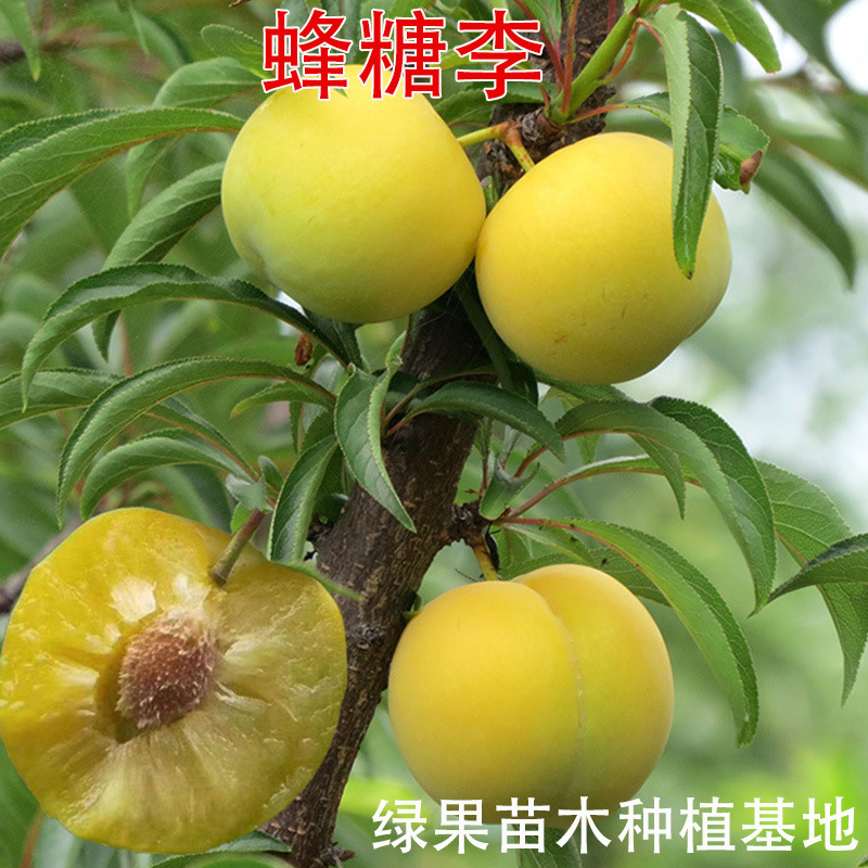 蜂糖李子树苗 脱骨清脆李巫山脆李三华李晚熟半边红五月脆李子苗