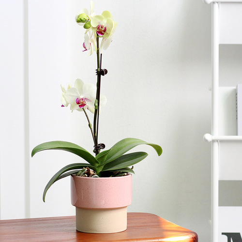 Nordic simple creative ceramic ins balcony indoor succulent potted orchid Phalaenopsis Korean small fresh flower pot