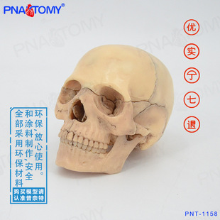 �B��С���t�^ģ�ͷ������^��ԭɫ�ɲ�ж15���� ���g�Rġ����