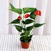 Red palm flower potted Palm Palm white palm flower indoor hydroponic cultivation four seasons flowers and plant green plants