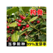 有刺构骨种子无刺枸骨种籽常绿灌木或小乔木又名猫儿刺老虎刺