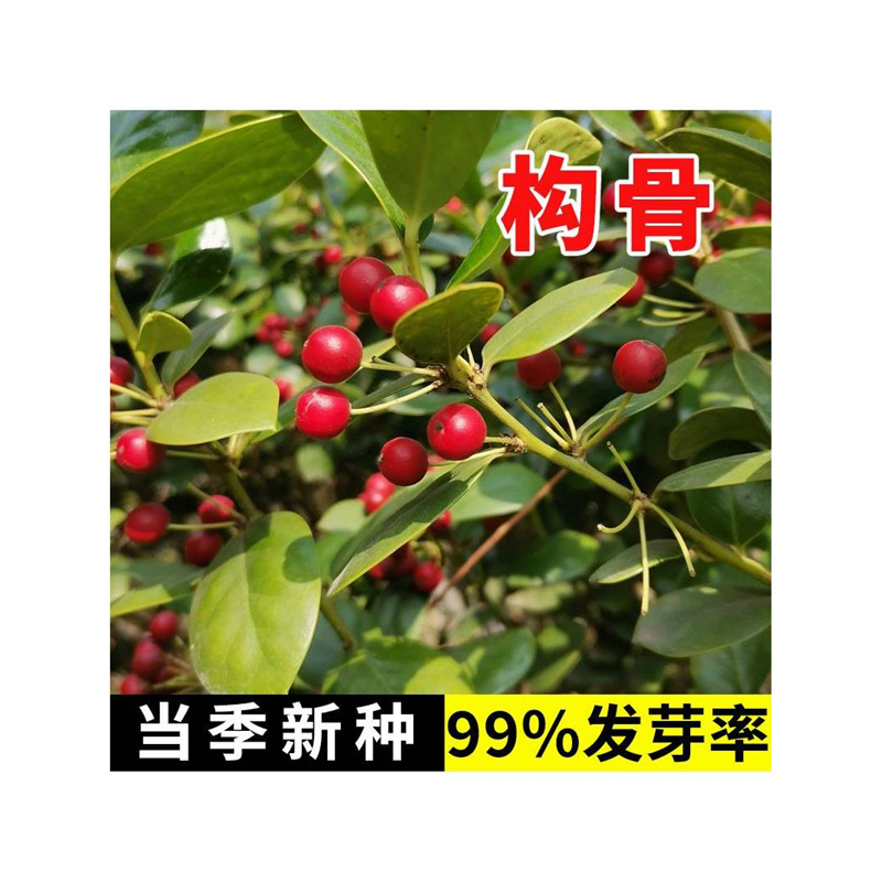 有刺构骨种子无刺枸骨种籽常绿灌木或小乔木又名猫儿刺老虎刺