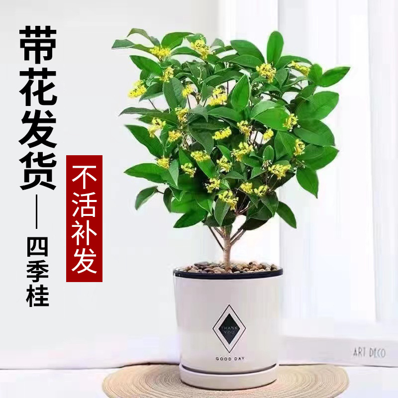 桂花树苗盆栽可食用金桂四季桂开花不断室内外阳台庭院浓香型花卉