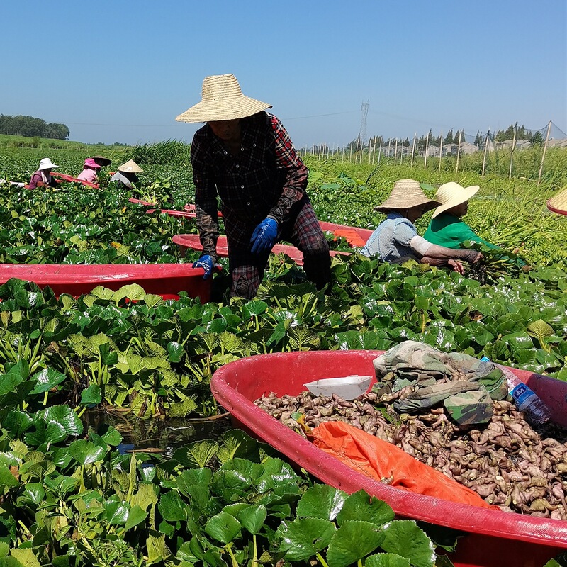 紅湖菱角 新鮮生菱角粉 もちもち老菱角農場 湖北省特産 黒菱角野菜 2.5kg 送料無料 3|undefined