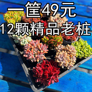 Full Box of Internet Celebrity Succulents, a Basket of Succulent Yunnan Base Wholesale Novice Combination Package Potted Plants with Flowers and Yiting