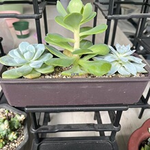 长型多肉花盆仿紫砂陶瓷盆石生花塑料盆景盆栽花盆长方形肉盆