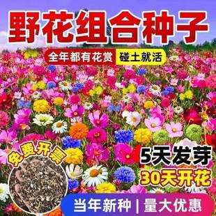 ������Ұ���M�ϷN��ͥԺ���^�����̨�����N���ļ���˹���_���ͺ�