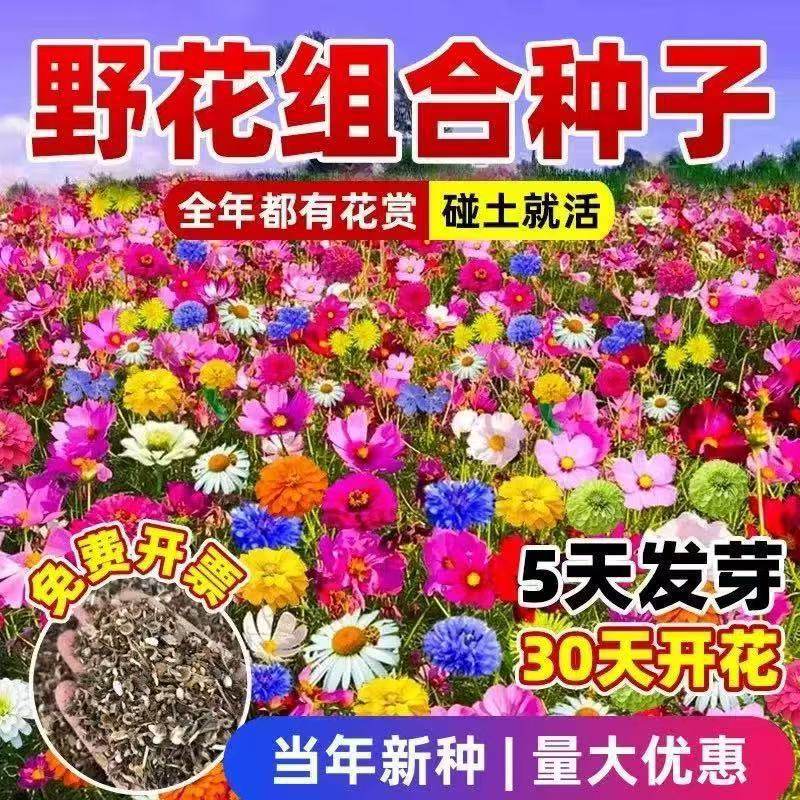 Perennial Wildflower Mix Seeds for Garden Landscape, Outdoor Balcony Flower Sea Seeds, Cosmos Seeds That Bloom in All Seasons and Are Cold-Resistant Perennial Wildflower Mix Seeds for Garden Landscape, Outdoor Balcony Flower Sea Seeds, Cosmos Seeds That Bloom in All Seasons and Are Cold-Resistant