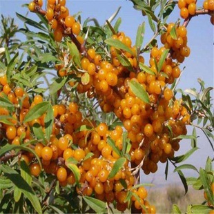 Chinese Sea Buckthorn Seedlings, Russian Sea Buckthorn Red Fruit Sea Buckthorn Fruit Saplings, Red Fruit Sea Buckthorn Fruit Saplings, How Much Does One Cost?