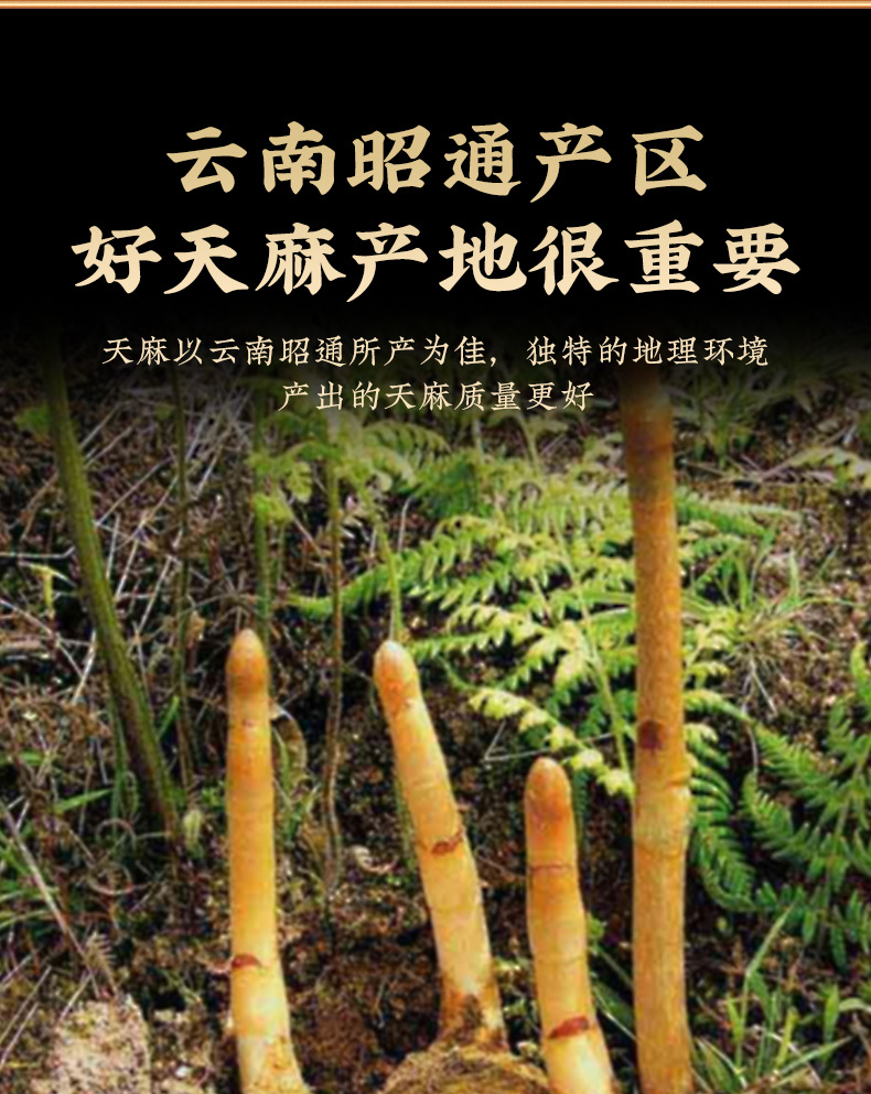 Tian Ma Powder (Gastrodia elata) — Yunnan Zhaotong Gastrodia Rhizome Powder, 150g Jar key features