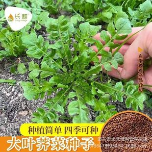 ����Ұ���j�˷N��Ұ���j���������r���̨�ļ���������ɫ�߲˷N��