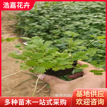 �o�¾G��ί��� ���~���~ί����޸����� �����OӋ������ί���