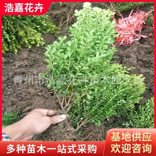 厂家销售 瓜子黄杨苗 瓜子黄杨绿篱 小叶黄杨树苗 价格低 品种全