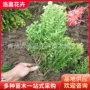品种小叶瓜子黄杨苗