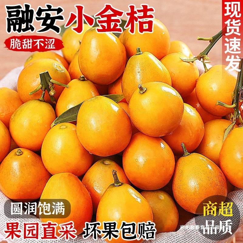 广西脆皮金桔新鲜水果桔子当季现摘甜蜜小金柑桔金橘融安特产整箱