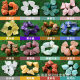 East China Sea Crystal Aromatherapy Stone Expansion Stone White Crystal Amethyst Citrine Green Fluorite Natural Crystal Original Stone Ornaments