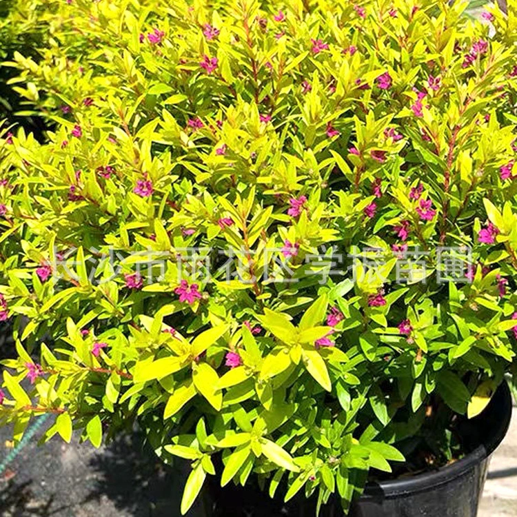 Питомник Прямые поставки Гипсофила Чашка Гипсофила Саженцы Гипсофила Молодые саженцы Происхождение Оптовая Цветы Горшечные растения оптом