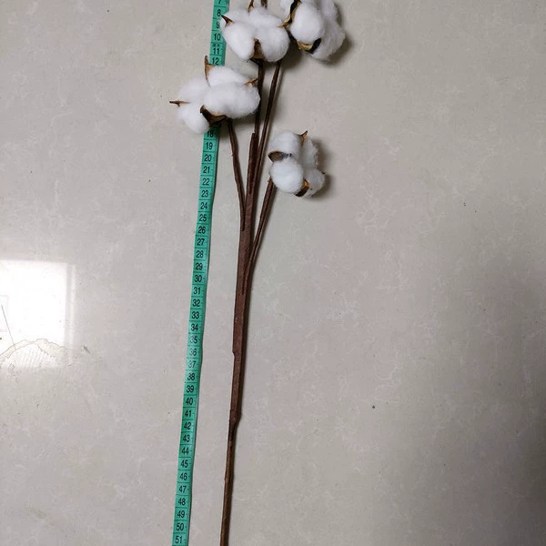 Five heads of cotton