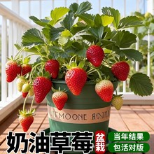 �ļ���ݮ���Ԏ����̨�҃����Ͳ�ݮ�����ѩ���|99�t�ݮ����