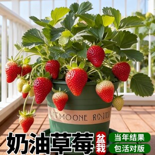 �ļ���ݮ���Ԏ����̨�҃����Ͳ�ݮ�����ѩ���|99�t�ݮ����