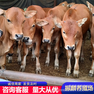 ɽ�|��ţ���Bֳ�� �Bֳ��ţ�� ���������Sţ����һ�^