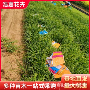 ɽ�|25���������̦�� ��G̦�� �ļ����G�ݻ� ��·���@С�^�G��