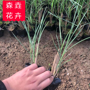 Fine-Leafed Perennial Herb Wetland Landscaping Landscape Base Wholesale Ornamental Grass Aquatic Plants