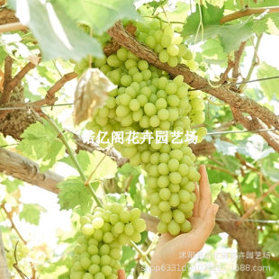 �½������������Ә���o�Ѱ����ј���u�Ĺ�����o�˰��u��������
