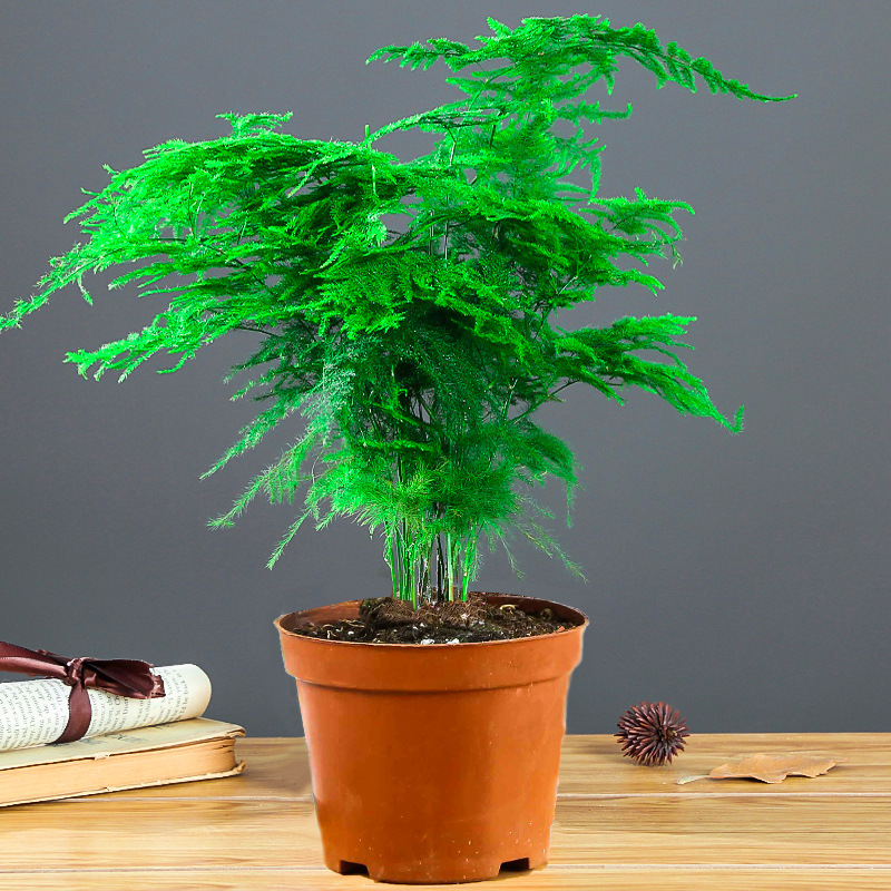 프리미엄 20-30cm(간이화분)에는 뿌리가루가 들어있습니다.