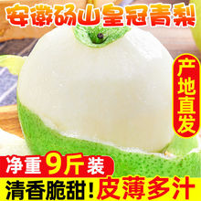 新鲜砀山梨青皮梨整箱皇冠梨雪梨水果当季清香牛奶梨大果薄皮