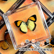 真蝴蝶标本搭配手工成品流麻透明盒装家具装饰摆件特别的生日礼物