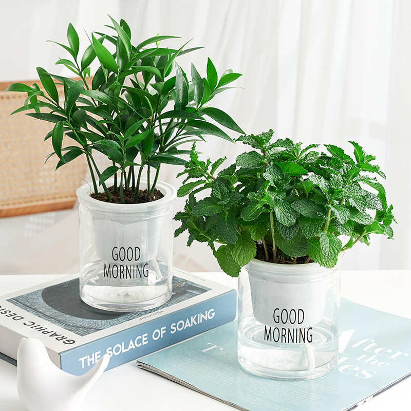 Mint potted edible lemon mint leaf hydroponic plant rosemary indoor…