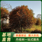 浦城丹桂地径31-32公分 红花桂花树 公园装饰桂花树批发 基地直售