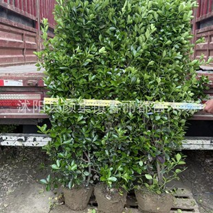 ͥԺ���|�f����G�h���~�S����ֱ�������h��ֲ���ļ������ͺ�����