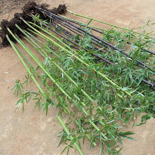 Golden Bamboo Water Culture Project Greening Green Bamboo Living Room Bamboo Saplings Purple Bamboo Saplings Luohan Courtyard Landscaping Saplings