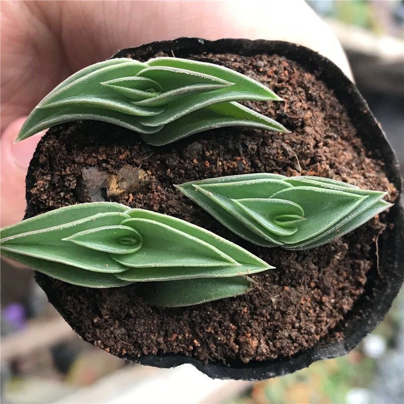 【Smooth Sailing 5 Lessons with Potted Plants for Easy Delivery】Smooth Sailing Potted Succulent Plants Fun and Prosperous Plants