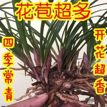 �Ĵ����m �_���� �҃������m�� ������