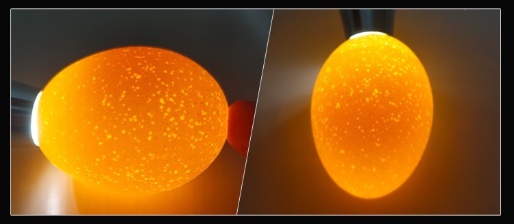LED flashlight-style egg inspection light, strong cold light, fully automatic, for inspecting small eggs and turtle incubation