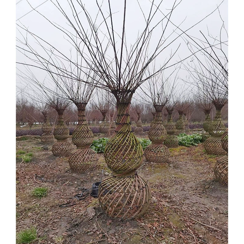 Lagerstroemia indica Тыква Lagerstroemia indica ткацкие растения Чэнду ландшафт озеленение саженцы моделирование двора растения цветы и деревья