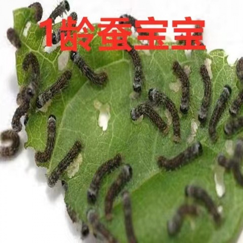 1년생 누에 2마리 + 작은 상자