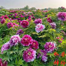 ĵ�����N�����ĵ�������ļ����N�̨ͥԺ�҃���Nֲ���N���N��