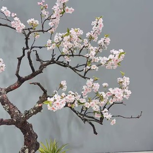 ���ͷ����滨����һ�÷��ӭ�����S��ɫ�����҃�ֲ�ﻨˇ����