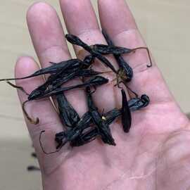 鲜蛇胆 五步蛇胆 10粒装眼镜蛇胆 武夷山眼镜蛇胆干