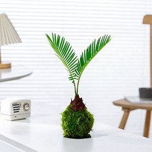 ̦޺��������������ˮ��ֲ��С����������ֲ���������辰���˺���