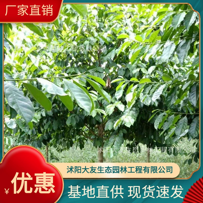 Базовая оптовая продажа собственного производства и самостоятельной продажи Лечанг улыбающийся саженец живописное место озеленение Дорога Сад инженерия Зеленые саженцы