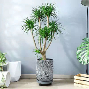 �Gֲ��횘���Ѫ�����F���҃ȿ͏d���Ի���ֲ���k�����辰���^��Ʒ