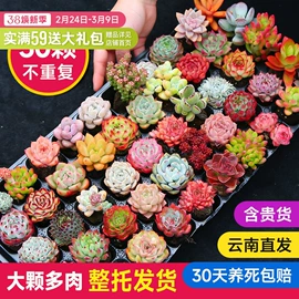 栽培基质;盆栽;营养液