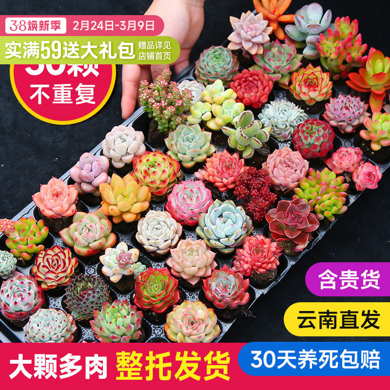 Succulent Plants Indoor Pot Set with Small Pots and Large Plants with Stakes, Suitable for Various Flowers and Green Plants, with Nutrient Soil Succulent Plants Indoor Pot Set with Small Pots and Large Plants with Stakes, Suitable for Various Flowers and Green Plants, with Nutrient Soil
